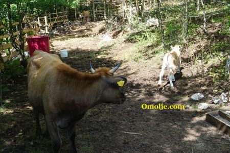 Read more: Povratnik iz Njemačke ostvario san: Karlo Radoš „Kaša“ na svojoj farmi buša dočekao prvo tele