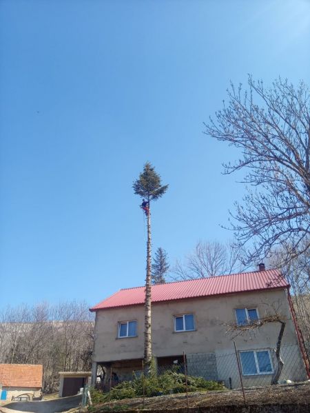 Read more: Kad Križe jelu posječe