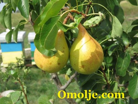 Read more: Rodilo i ove godine, ogranci pucaju  pod teretom roda 