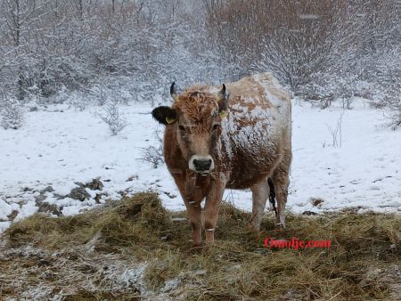 Read more: Foto zapis zimskog vremena na 27. ožujka