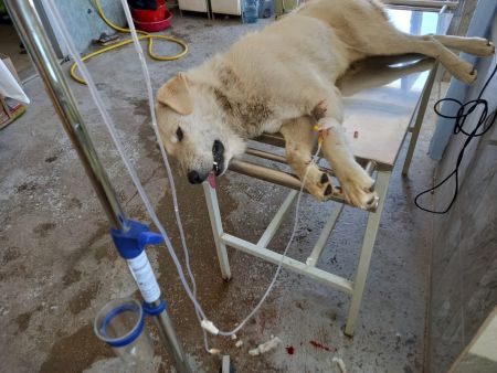 Read more: Zbog ugriza ljutice Bigo završio na infuziji