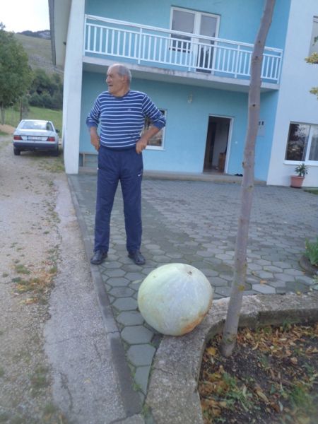 Read more: Matanova tikva najveća i najteža ove godine